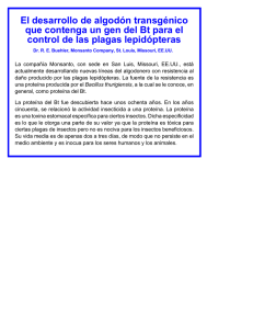 El desarrollo de algodón transgénico que contenga un gen