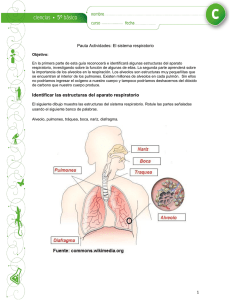 Identificar las estructuras del aparato respiratorio