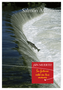 Salmón Atlántico - A vida nos ríos galegos.
