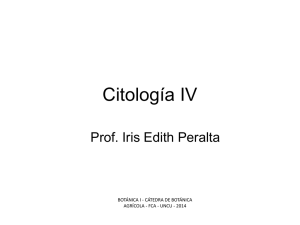 Citología 4 Archivo