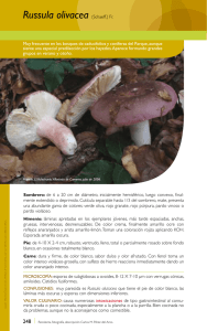Russula olivacea (schaeff.) Fr.