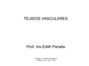 Histología Tejidos vasculares Xilema Archivo