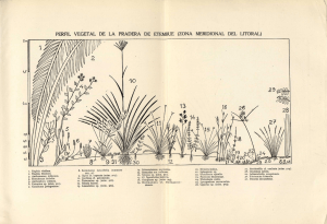 perfil vegetal de la pradera de etembue (zona meridional del litoral)