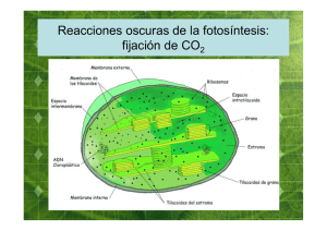 Reacciones oscuras de la fotosíntesis: fijación de CO