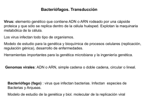 Teórica Genética. Bacteriófagos-Transducción 2015