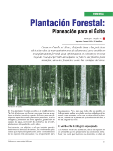 Plantación Forestal