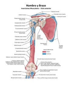 Hombro y Brazo
