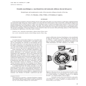 Estudio morfológico y morfométrico del músculo oblicuo dorsal del