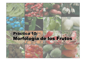 Morfología de los Frutos