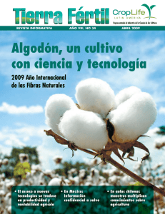 Algodón, un cultivo con ciencia y tecnología