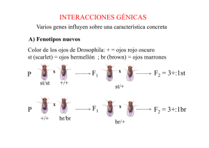 INTERACCIONES GÉNICAS P F P F F = 3+:1st F = 3+:1br