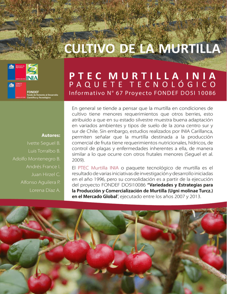 Cultivo De La Murtilla