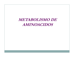 metabolismo de aminoacidos