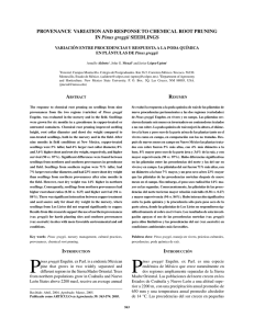 provenance variation and response to chemical root pruning