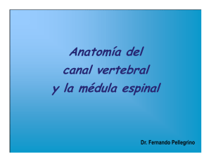 Anatomía del canal vertebral y la médula espinal