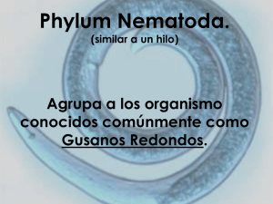 Phyllum Nematoda Archivo