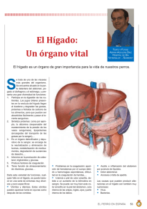 El Hígado: Un órgano vital