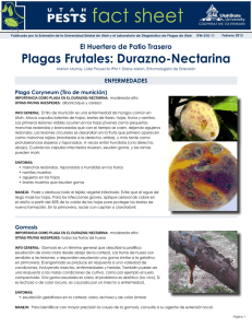 Plagas frutales: Durazno y Nectarina