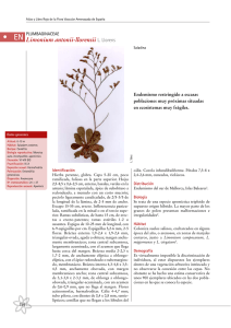 Limonium antonii-llorensii L. Llorens