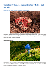 los 10 hongos más extraños y bellos del mundo