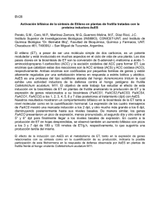 BV28 Activación bifásica de la síntesis de Etileno en plantas de