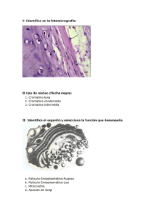 I- Identifica en la fotomicrografía: El tipo de núcleo (flecha negra) 1