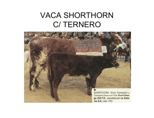VACA SHORTHORN C/ TERNERO