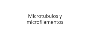 Microtubulos y microfilamentos