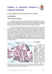 Ovogénesis en invertebrados (ortópteros) y vertebrados (anfibios) (I).