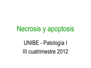 Necrosis y apoptosis