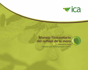 Manejo Fitosanitario de la Mora: Gu&iacute;a Invernal
