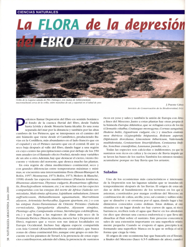 La flora de la depresión del Ebro