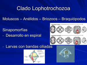 Clado Lophotrochozoa