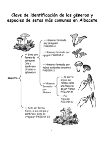 Clave de identificaci&oacute;n de los g&eacute;neros y especies de setas m&aacute;s