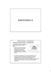 Sistema Endocrino III