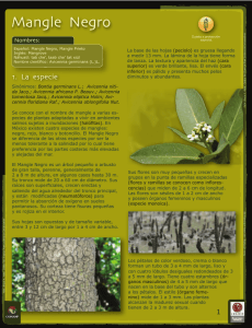 Mangle negro.indd - Biodiversidad Mexicana