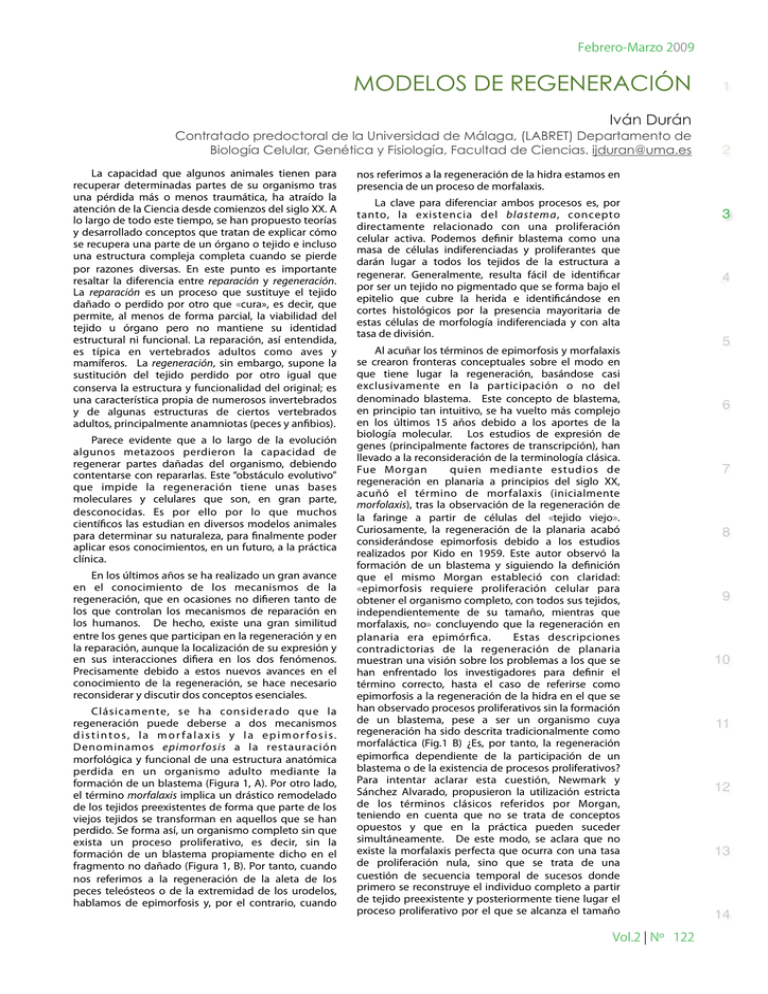 Modelos De Regeneración - Encuentros En La Biología