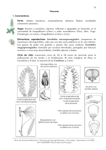 Familia: Pinaceae