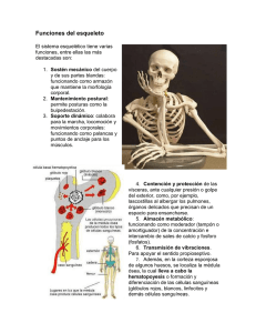Funciones del esqueleto