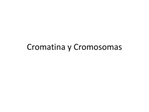 Introducción. Cromatina y Cromosomas Archivo