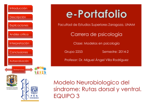 Modelo Neurobiologico del síndrome: Rutas dorsal y ventral