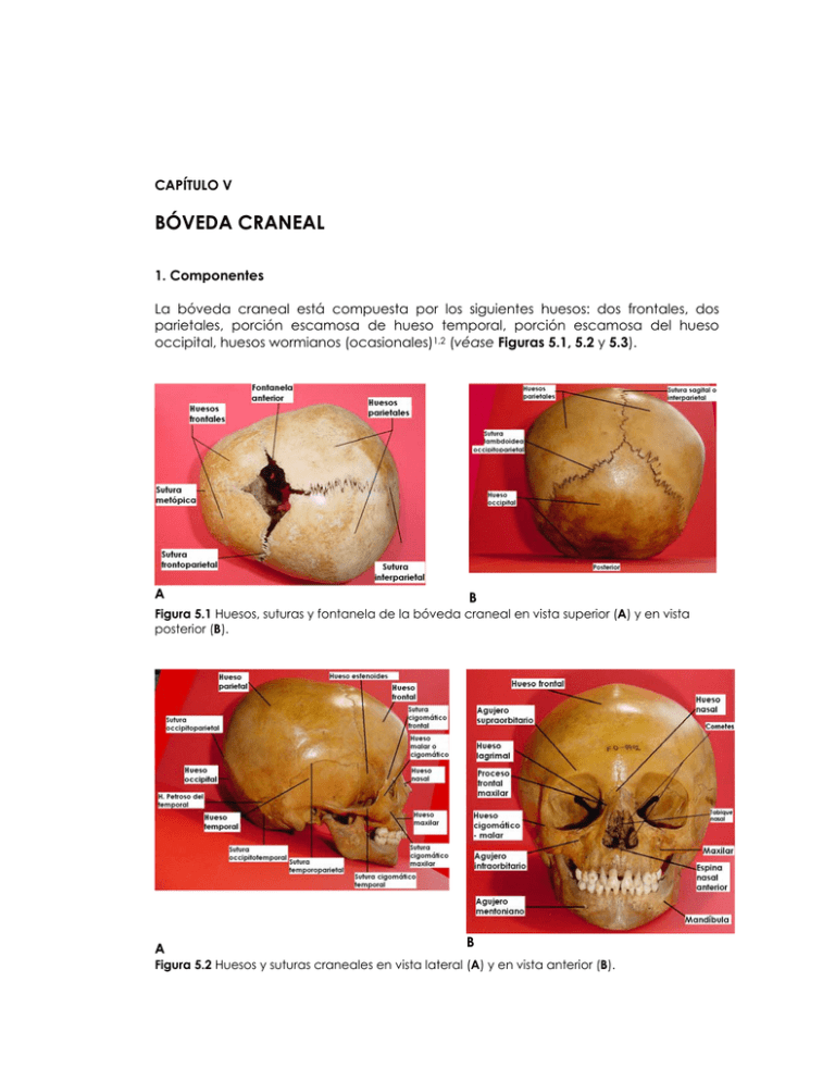 PDF (Bóveda Craneal)