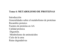 Tema 4: METABOLISMO DE PROTEINAS Introducción