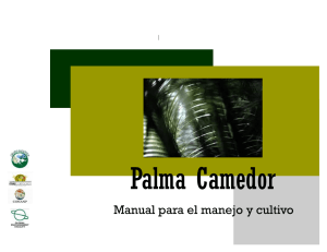 Manual de Cultivo de Palma Camedor: Gu&iacute;a Agron&oacute;mica