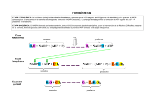H2O + NADP + (ADP + P) O2 + NADPH + ATP NADPH