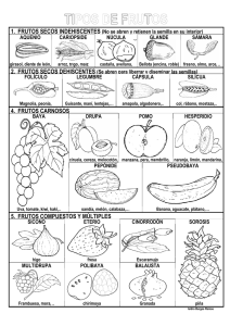 tipos de frutos