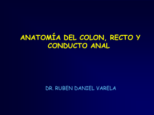 ANATOMÍA DEL COLON, RECTO Y CONDUCTO ANAL