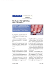Red vascular dérmica