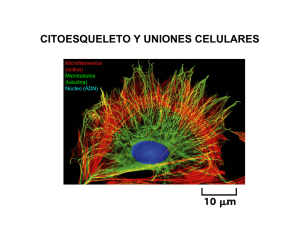 citoesqueleto y uniones celulares - U