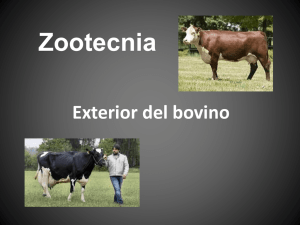 Exterior, aplomos y condición corporal del bovino